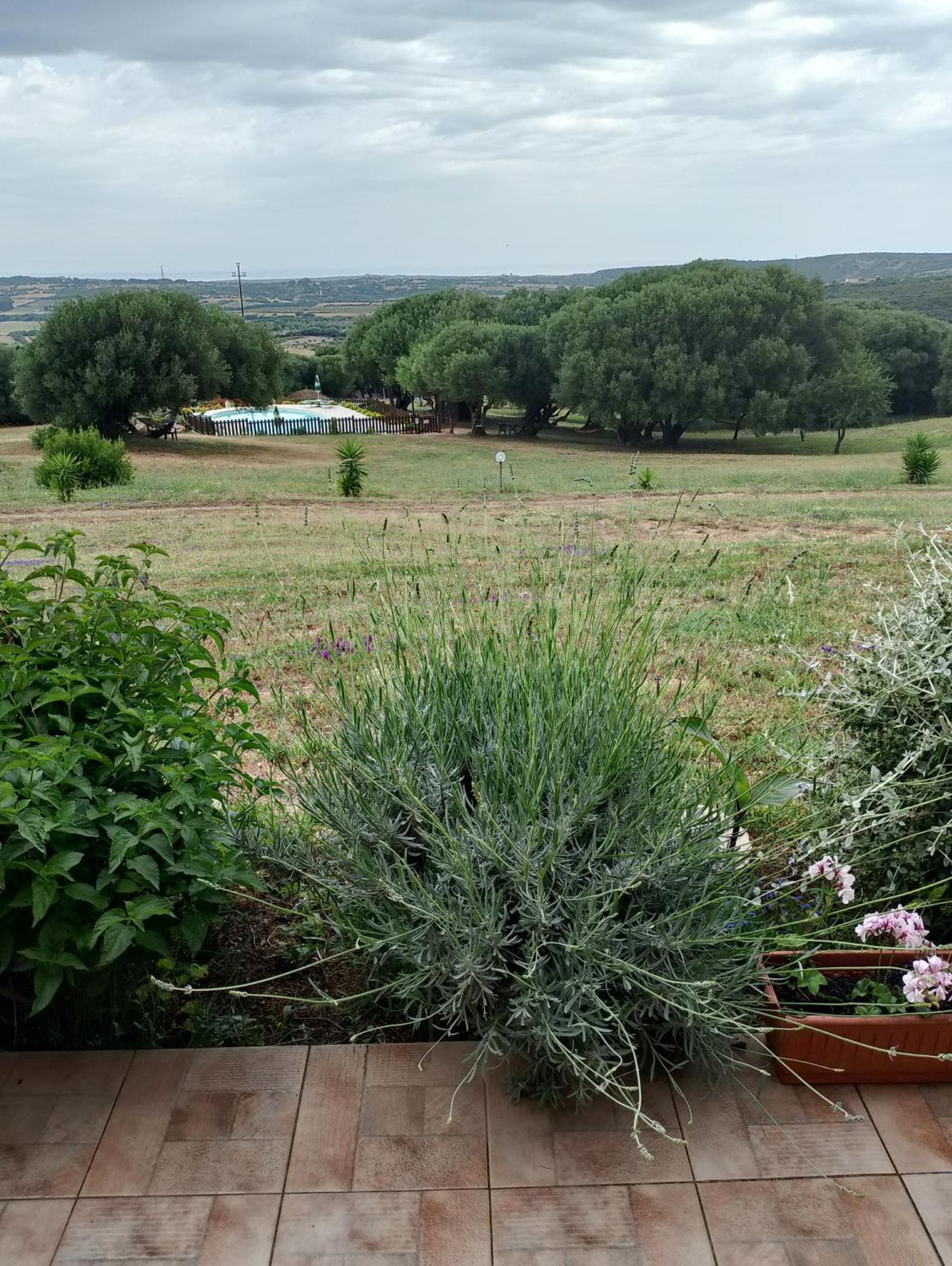 Agriturismo Gli Olivastri, Appartamento La Rosa Dei Venti Con Piscina E Solarium , Vista Mare ,Climatizzatore ,Wifi Aglientu Exterior foto